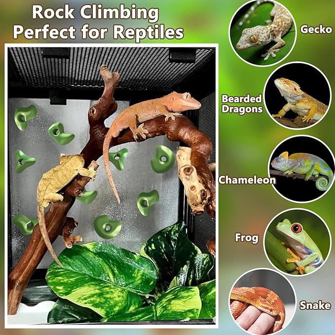 Mushroom Terrarium Decor & Climbing Hold Kit,with 12 Rock Holds, Suction Cups & Adhesive Dots for Geckos, Frogs, Small Lizards & Snakes in Dry/Semi-Moist Habitats (Lime Green)