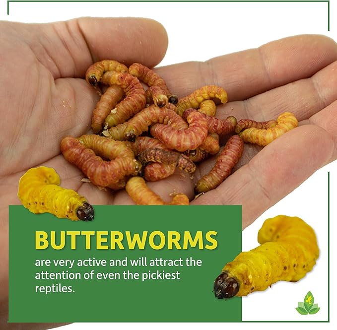Josh's Frogs Butterworms (25 Count) for Reptiles, Amphibians & Arachnids