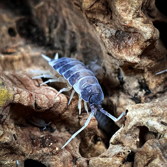 Creation Cultivated 12+ Oreo Crumbles Isopods Live - Live Bugs for Bioactive Terrarium, Vivarium Clean-up Crews, and Reptile Food - Easy-Care Isopods for Terrarium