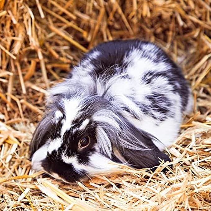 Blue Mountain Hay High-Altitude Organic Alfalfa Hay (48 oz), High Protein Fiber & Mineral Rich, Soft Leafy Texture with High Leaf Retention, Premium Quality Feed for Small Pets and Farm Use