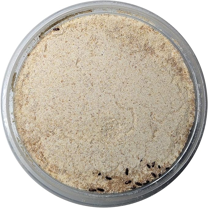 Josh's Frogs Beetle Batter- Rice Flour Beetle Food (2 lbs)