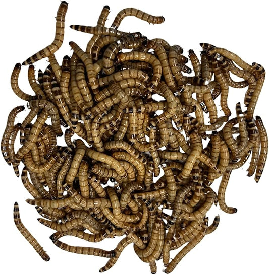 100ct Live Superworms - Kingworms- Live Arrival Guarantee