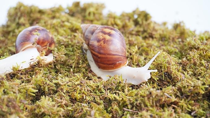 5oz Pet Snail Substrate, Ideal Terrarium Habitat Supplies