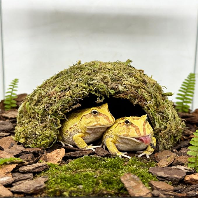 Natural Moss Frogs Hideout - Green Mossy Cave for Reptile, Geckos, and Hermit Crabs - Humid Habitat Decor for Amphibians and Small Reptiles - Eco-Friendly Terrarium Shelter
