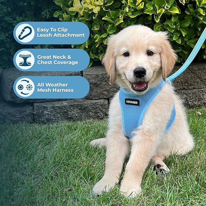 Best Pet Supplies Voyager Step-in Air All Weather Mesh Harness and Reflective Dog 5ft Leash Combo with Neoprene Handle, for Small, Medium and Large Breed Puppies - Set (Baby Blue), Large
