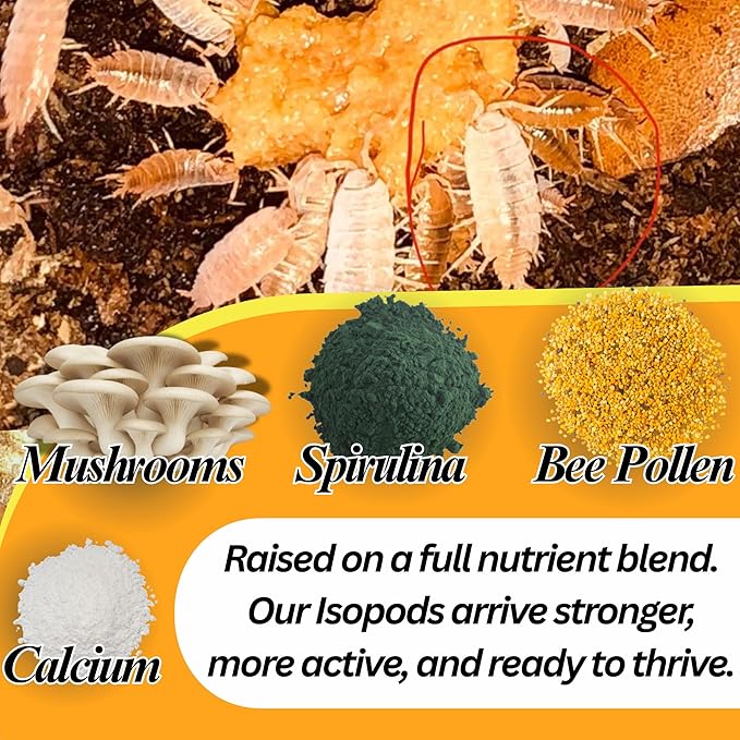 50 Powder Orange Isopods | 8oz Coco Temperate Springtails | Live Arrival Nationwide!