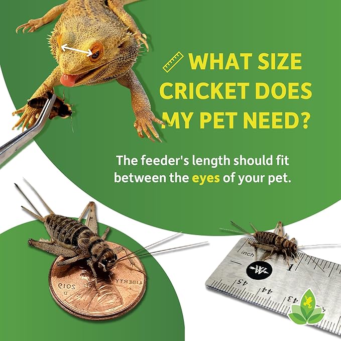 Josh's Frogs 1" Large Adult Banded Crickets (500 Count)