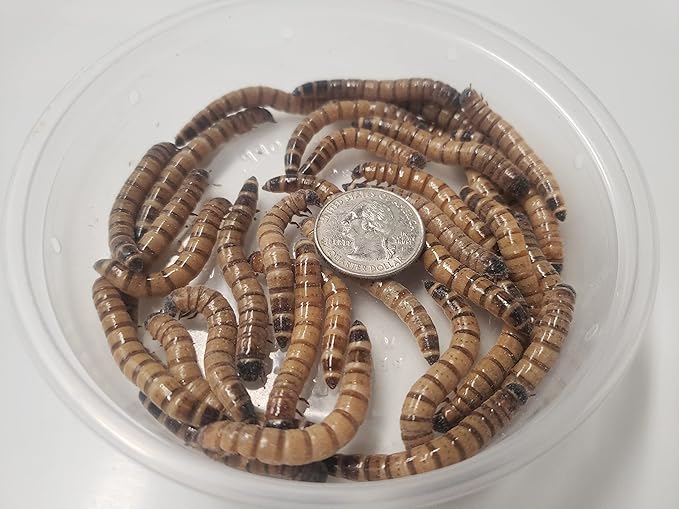 200+ Live Large Superworms - TheFrogHouse Brand - Kingworms - Zophobas Morio