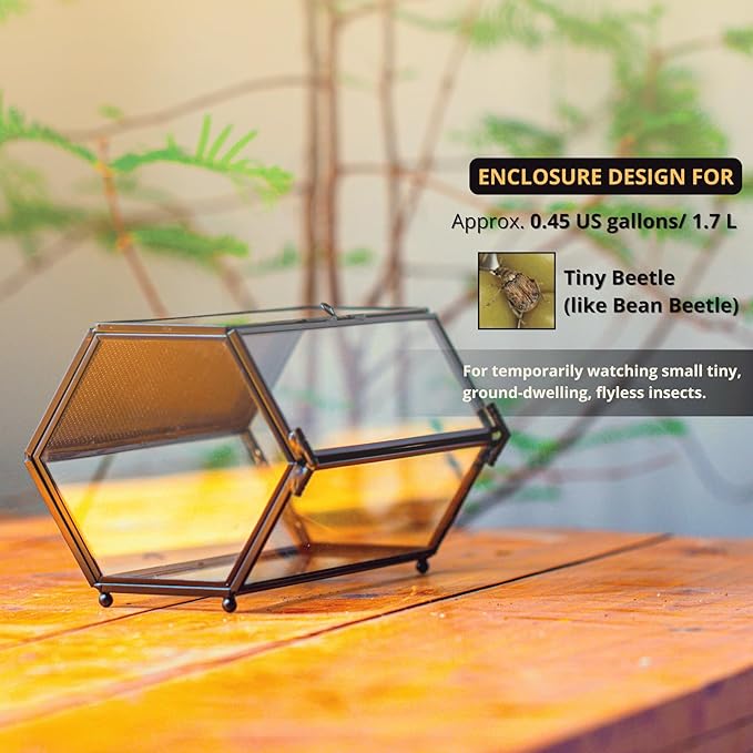NCYP Small Glass Enclosure Terrarium with Mesh & Door for Tiny Beetle - Hexagon Jumping Spiders Vented Glass Terrarium 7.87'' x 4.52'' x 3.93'', Black (Plants Not Include)