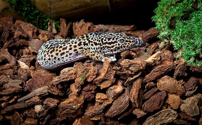 Galapagos (05026) Jurassic Fir Bark® 100% Douglas Fir High Absorbency Reptile Bedding, Ideal for Snakes, Geckos, & Tropical Terrariums, 24QT