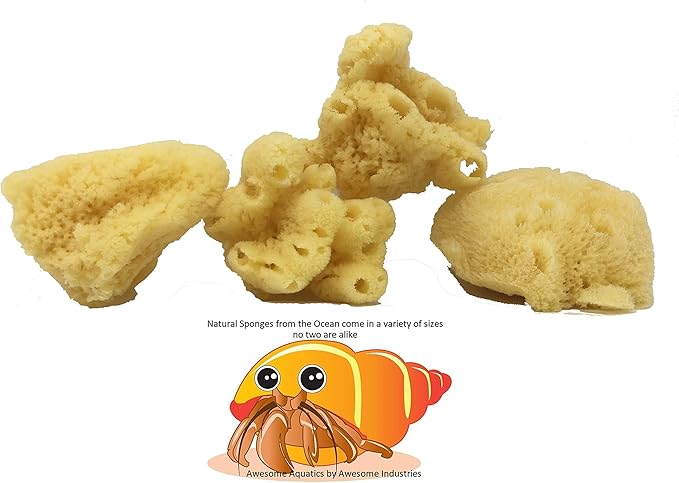 Awesome Aquatic Natural Jumbo Hermit Crab Sponges 4 Pack Natural Sea Sponge Maintains Providing Humidity Helps with Drinking Water Safety Provides Minerals and Nutrients Clean and Sterile (Jumbo 4 PK)