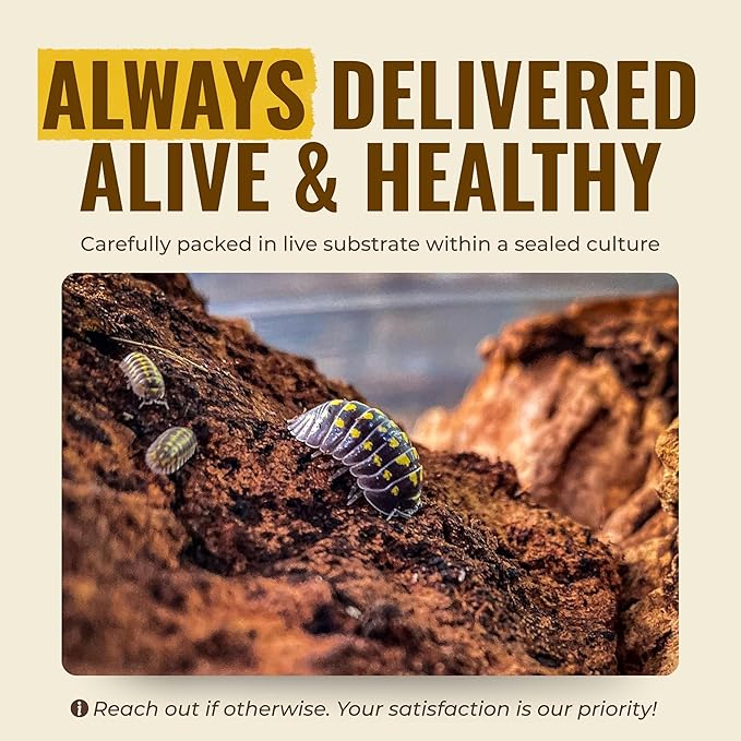 12+ Armadillidium Yellow Spotted Gestroi - Live Isopods for BioActive Terrariums, Vivarium Clean-up Crews, and Reptile Food