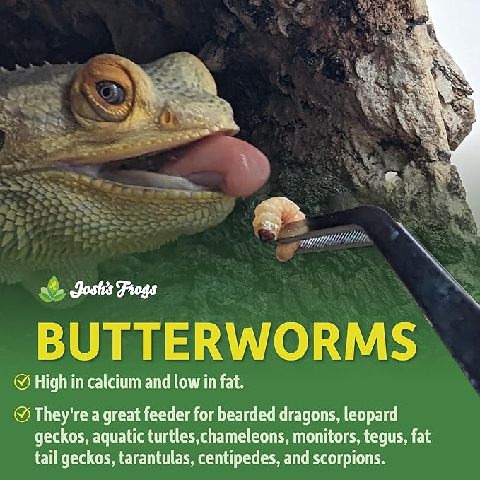 Josh's Frogs Butterworms (25 Count) for Reptiles, Amphibians & Arachnids