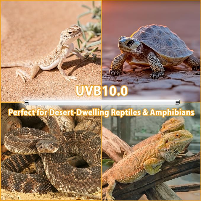 3 Pack T5 10.0 UVB Reptile Light Bulbs 8W 12" – UVA UVB Light Tube for Bearded Dragons, Turtles, Chameleons, Lizards, and Amphibians – Reptile UVB Bulbs for Desert & Tropical Habitats