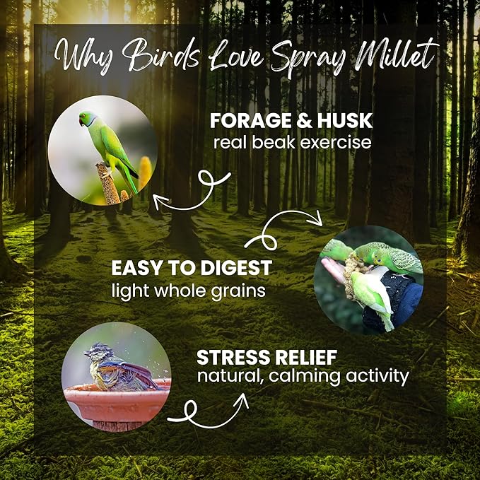 Danodia's Zoolulu Pearl Spray Millet for Birds – 600g (1.3 lbs) | All-Natural, Sun-Dried Non-GMO Treats | Hand-Selected for Parakeets/Budgies, Finches, Canaries, Cockatiels & Lovebirds