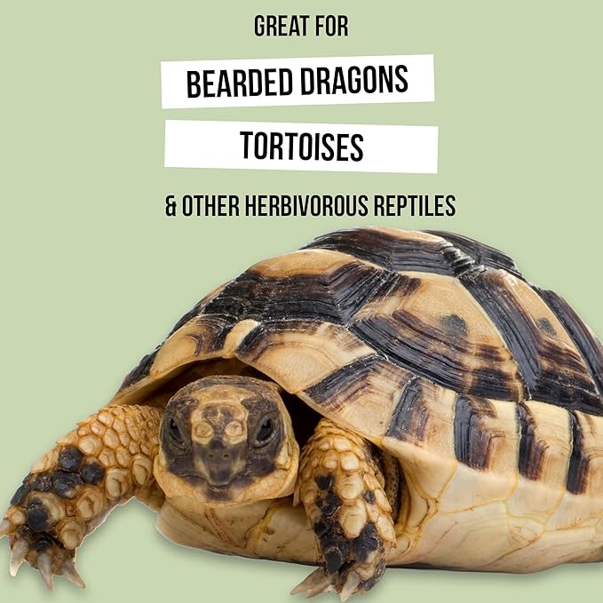 Bearded Dragon Salad Spray for Fresh Veggies | Reptile Produce Rinse & Prep Spray | Helps Clean and Wash Greens Before Feeding | Daily Use for Bearded Dragons & Herbivorous Reptiles | 2 Pack (16oz)