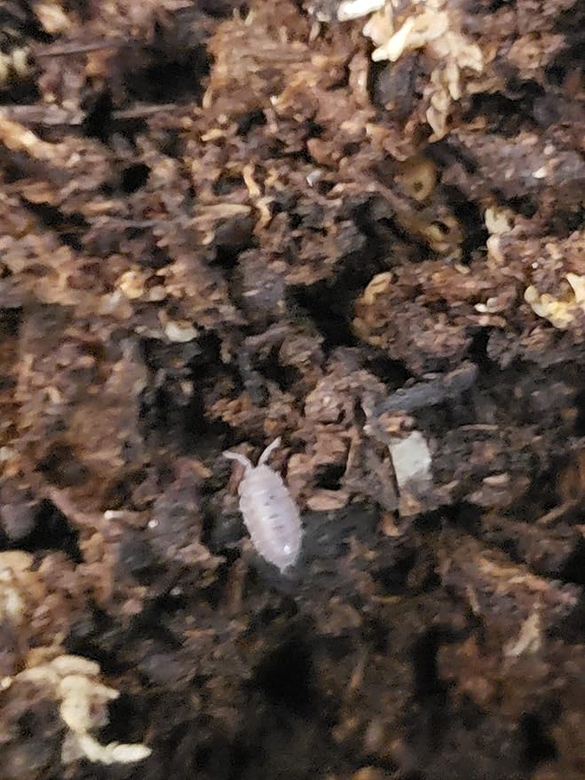 Live 30 + Dwarf Purple Isopods - Clean Up Crew for Terrarium or Vivarium, Calcium Source for Reptiles and Amphibians- Note These Isopods are Very Small