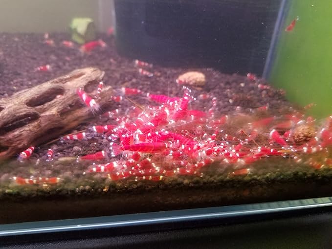 Shrimp Food Fight by ShrimpEnvy - Natural Food for Shrimp Fish Snail Crab Growth Breeding (30g)