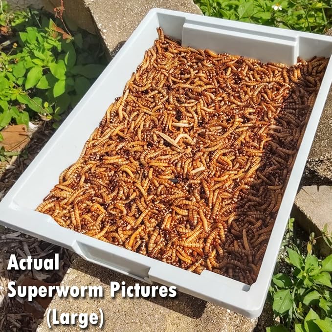 Superworm 300 Live Superworms (Large)-Bulk and Organic from FL
