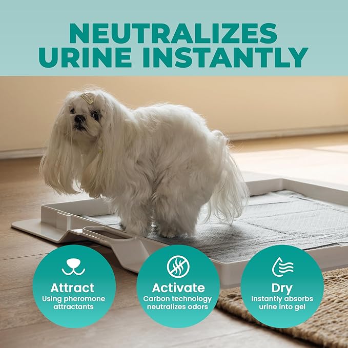 KindTail Pee Pads - 24 x 24 Inch Dog Training Pads for Pee PAWD - Leakproof & Absorbent with Adhesive Backing - Disposable, Odor-Filtering Charcoal Pads for Puppy Training - 100 Pack