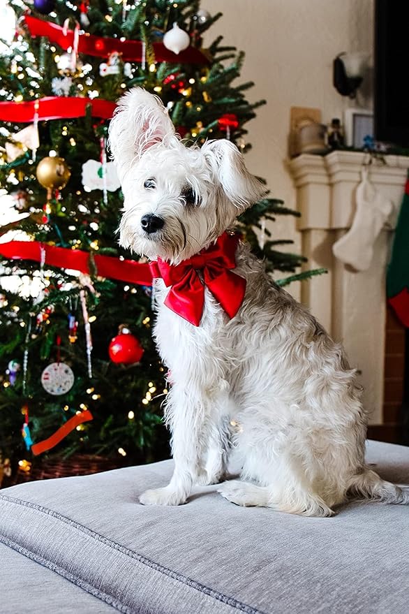 Lionet Paws Bowtie Dog Collar - Comfortable Silk Dog Collar with Detachable Bow Tie for XLarge Dogs, Neck 16-26 Inches