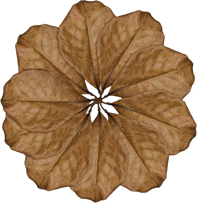 SunGrow Leaf Litter for Snakes, 10 Pcs Medium Indian Almond Catappa Leaves Substrate Maintain Humidity in Corn Snake and Ball Python Terrarium, 4-7 Inches, Reptile Tank Decor Accessories