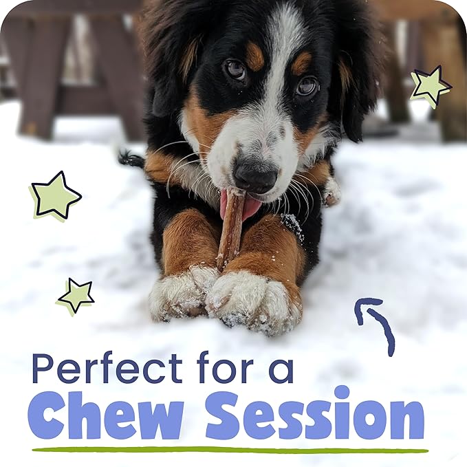 Pawstruck All-Natural 7" Bully Sticks for Dogs - Long Lasting, Rawhide-Free, Low Odor & Grain-Free Dental Chew Treat - Healthy Single Ingredient, 100% Real Beef - 1 lb Bag