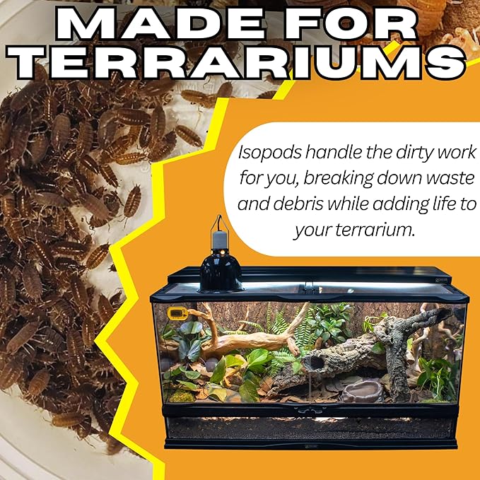 Live 10ct Powder Blue Isopods (Porcellionides Pruinosus) Cleanup Crew & Reptile Food