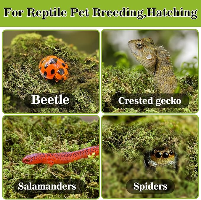 RAINFLOW Sphagnum Moss for Reptiles - 7 Oz Reptile Moss Peat Terrarium Moss Bedding Reptiles Lizard Substrate for Reptile Tank, Snake, Leopard Gecko, Ball Python, Crested Gecko, Turtle, Frog, Hamster