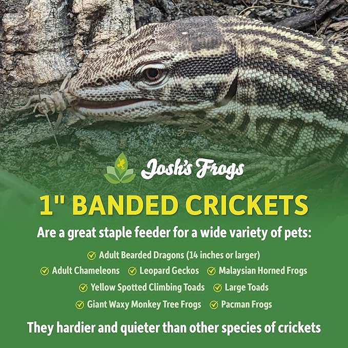 Josh's Frogs 1" Large Adult Banded Crickets (500 Count)