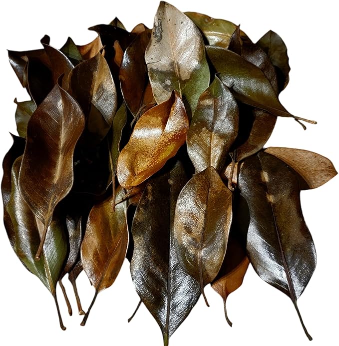 Magnolia Leaf Litter, 55-60 Small 3' - 6" Premium Whole Natural Organic Hand Picked Leaves for Bioactive Enclosures, Reptiles, Amphibians, Terrariums