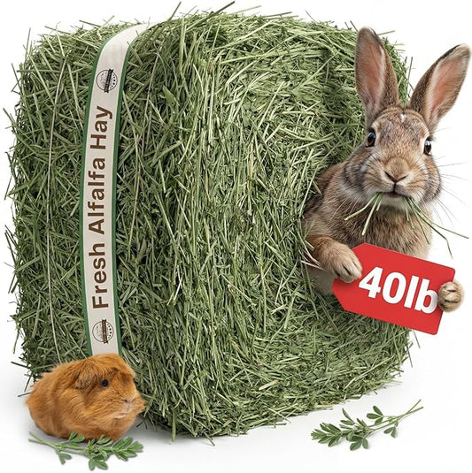 40lb Farm Fresh Alfalfa Hay for Rabbits, Guinea Pigs, Chinchillas, Goats, Hamsters & Ferrets - Organic Small Animal Food Rich in Protein & Fiber - Fresh Dried, Hand-Selected, USA Grown