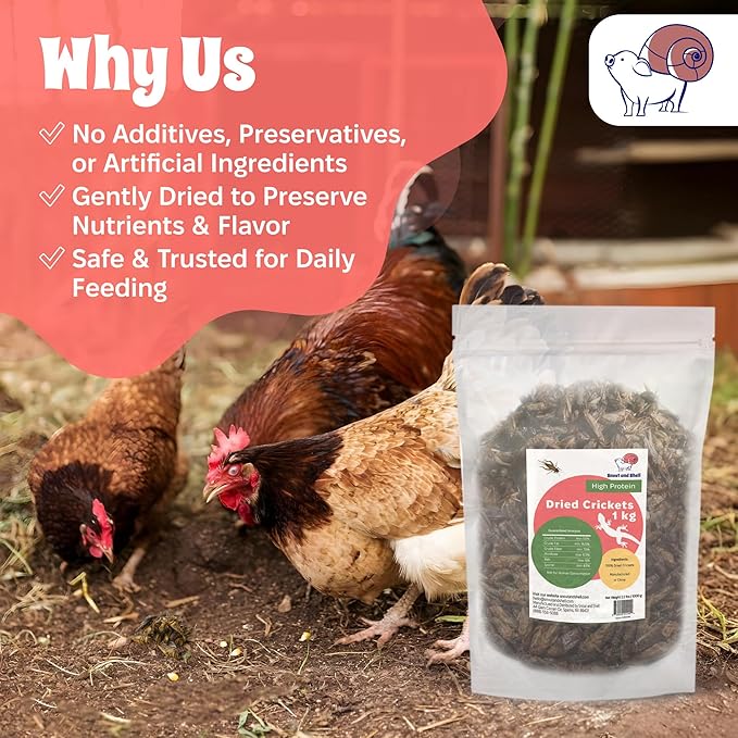 Dried Crickets (2.2 lbs) for Reptiles, Birds, and Small Pets - Natural Insect Food with Essential Nutrients - 1 kg