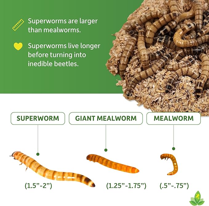 Josh's Frogs Superworms (300 Count)