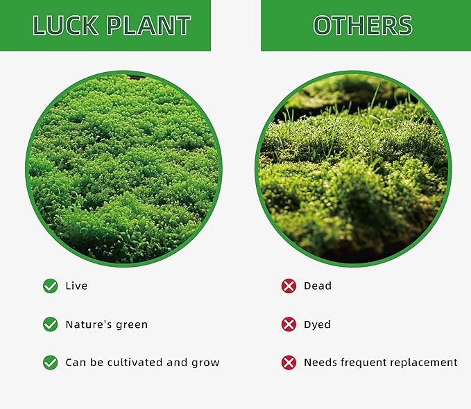 LUCKYRUNES Live Moss for Reptiles - Terrarium Moss for Reptiles Peat Moss for Reptiles Habitat Bedding Moss for Snakes Turtle Frog Gecko and Other Reptiles Substrate 50 Square inches Live Moss