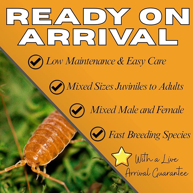 Live 25ct Powder Orange Isopods (Porcellionides Pruinosus) Cleanup Crew & Reptile Food