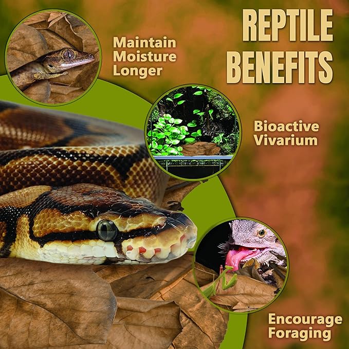 SunGrow Leaf Litter for Snakes, 10 Pcs Medium Indian Almond Catappa Leaves Substrate Maintain Humidity in Corn Snake and Ball Python Terrarium, 7-8 Inches, Reptile Tank Decor Accessories