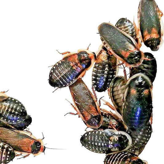 Adult Dubia Roaches 10 Females & 5 Males 15 ct