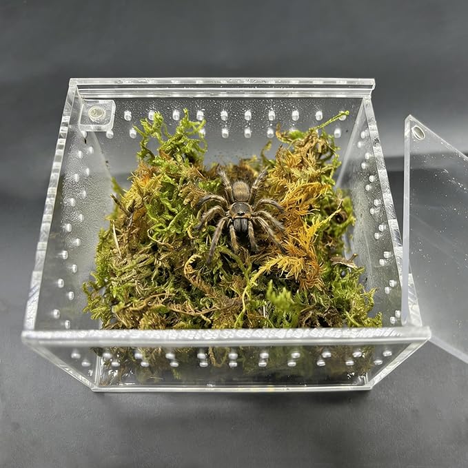 Reptile Breeding Box Small Acrylic Spider Terrarium Tarantula Enclosure Hermit Crab Tank with Terrarium Moss for Scorpion Insect Isopods Invertebrates