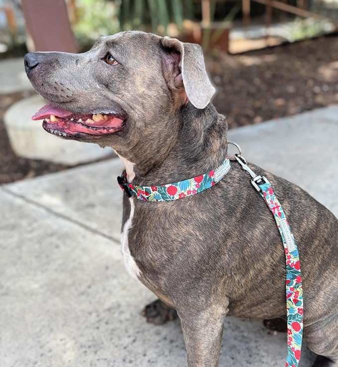 Lucky Love Dog - Adjustable Dog Collar with Easy Click Buckle for Medium, Durable, & Comfortable for Male & Female Dogs, Pet Collar for Puppies & Adult Dogs - Ginny, Medium
