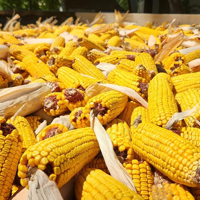Wildlife Treats,Ear Corn Kernels, Hand Packed Boxes, Squirrel Food, 10 Pound (Pack of 1), Yellow