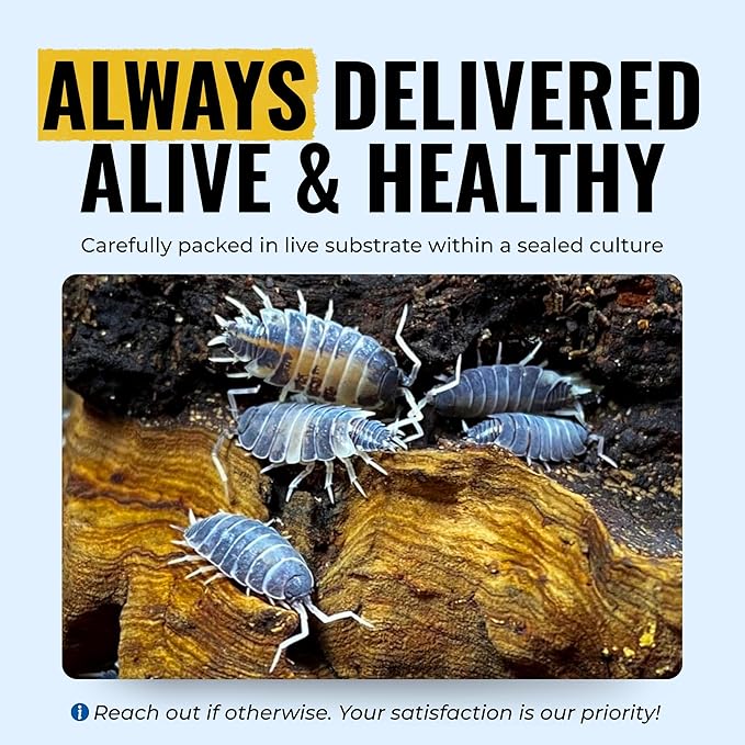 Creation Cultivated 12+ Oreo Crumbles Isopods Live - Live Bugs for Bioactive Terrarium, Vivarium Clean-up Crews, and Reptile Food - Easy-Care Isopods for Terrarium