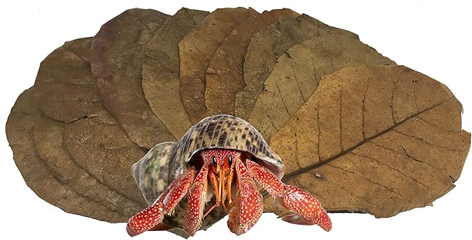 Awesome Aquatic Hermit Crab Catappa Large Indian Almond Leaves 10 7” - 9” Natural Leaf Litter Provides Humidity, Crab Treat with Cellulose, Promotes Breeding, Natural Hiding Spots, Easy to Use