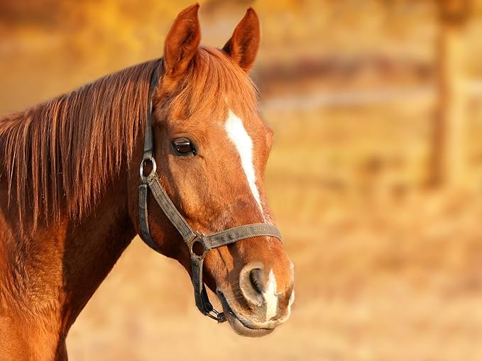Horsemen's Pride 10" Horse Jolly Ball Apple Scented
