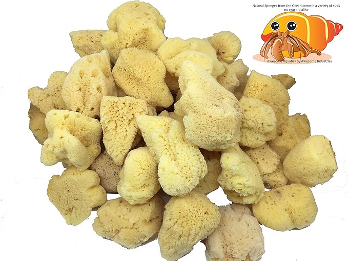 Awesome Aquatic Natural Jumbo Hermit Crab Sponges 4 Pack Natural Sea Sponge Maintains Providing Humidity Helps with Drinking Water Safety Provides Minerals and Nutrients Clean and Sterile (Jumbo 4 PK)