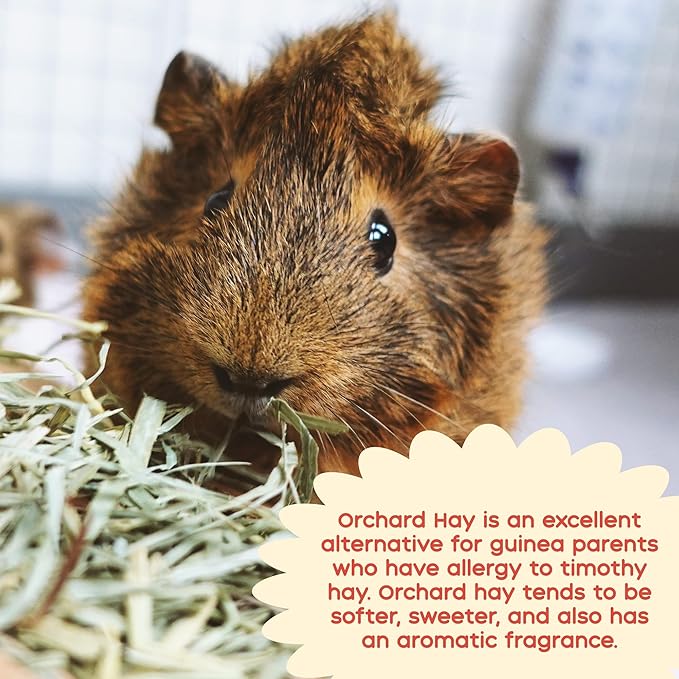 GuineaDad Guinea Pig Orchard Hay Bar – 5 Pack of Guinea Pig Hay – Premium Hay for Guinea Pigs, Rabbits, and Chinchillas – Filtered, Fresh, and Easy to Feed