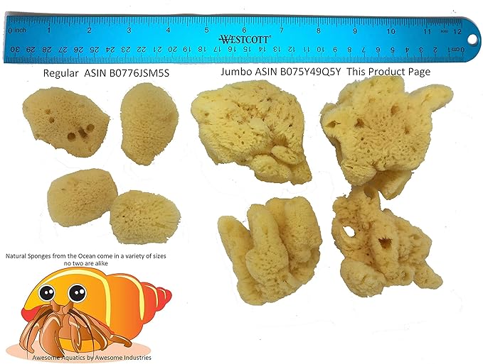 Awesome Aquatic Natural Jumbo Hermit Crab Sponges 4 Pack Natural Sea Sponge Maintains Providing Humidity Helps with Drinking Water Safety Provides Minerals and Nutrients Clean and Sterile (Jumbo 4 PK)