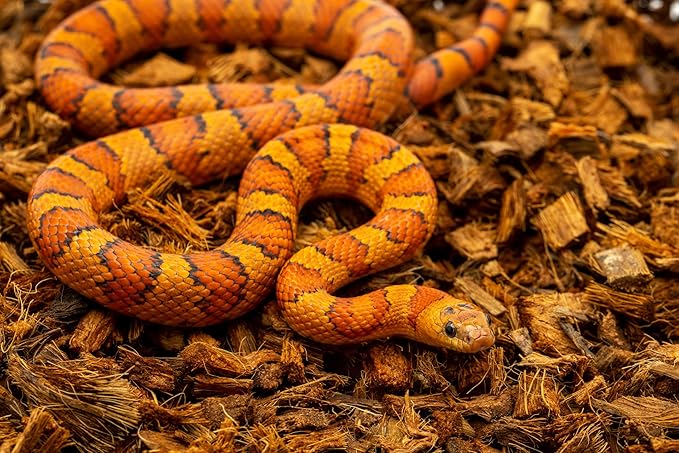 RediChip Reptile Bedding Loose Medium Coconut Chip Substrate 12 Quart Coco Husk Mulch for Snake and Gecko Habitat, Ball Python Terrarium, Lizard and Turtle Tanks, Tortoise Enclosure