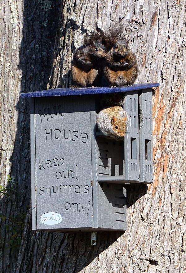 JCS Wildlife Ultimate Wooden Squirrel House, Multi-Tier Squirrel Nesting House with Predator Guards, Weather-Resistant Recycled Poly Lumber, Easy-Clean Tree House for Outside, Blue & Gray