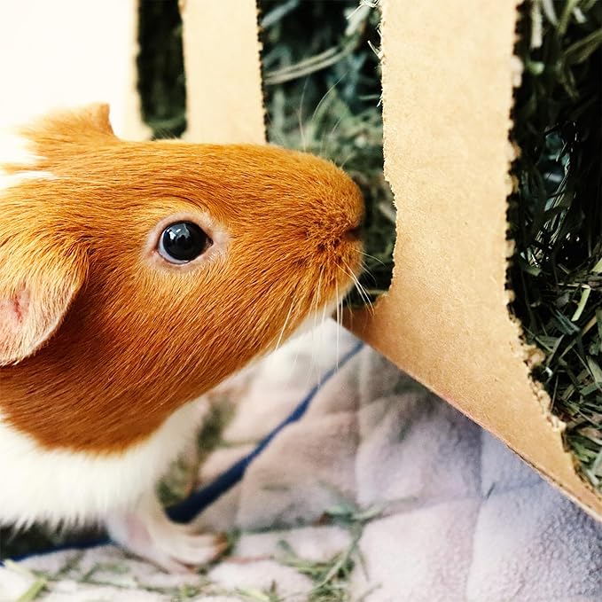 GuineaDad Orchard Hay Box – 3 Pack Guinea Pig Food – Cage-Mounted Feeding System – Orchard Hay for Guinea Pigs, Rabbits & Small Animals – 100% Recyclable & Biodegradable
